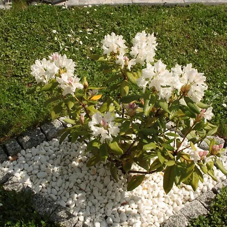 Diamond House Deluxe 6 *