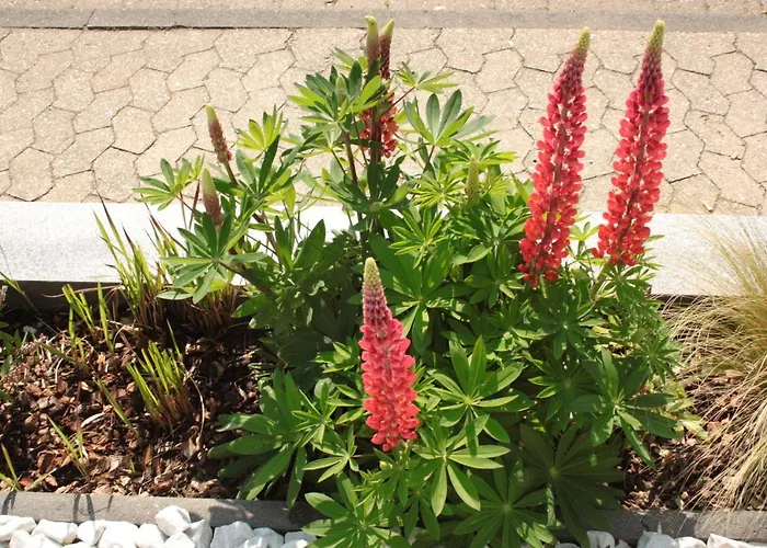 Diamond House Deluxe 6 *